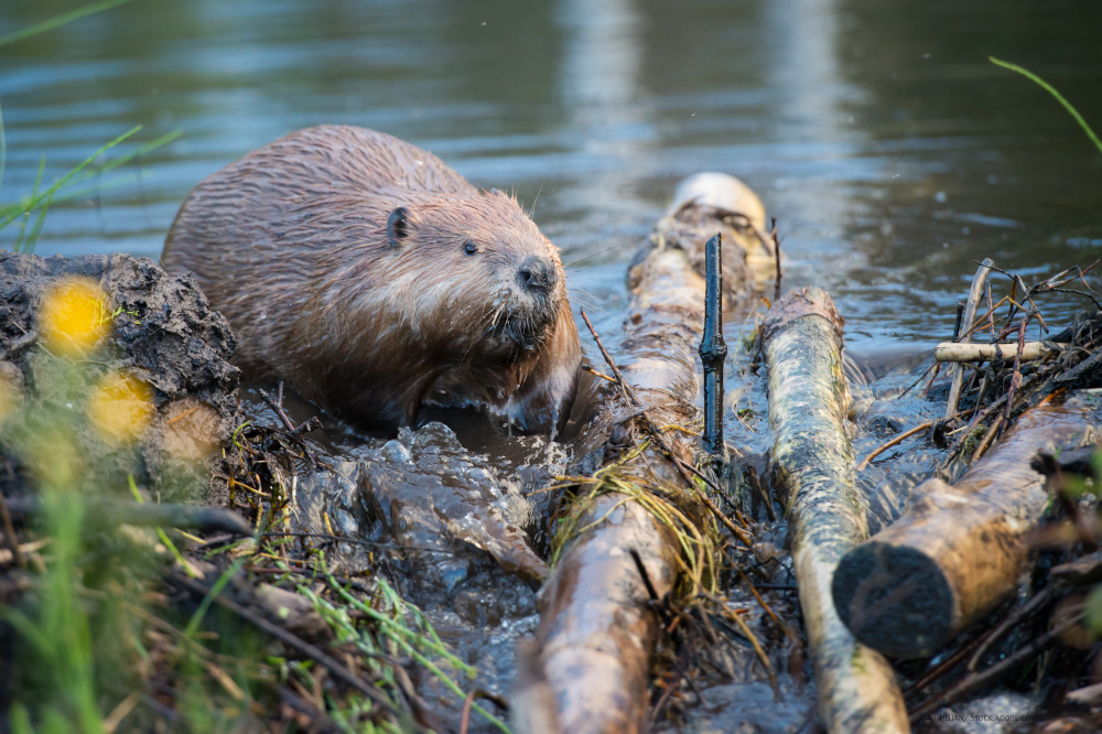 Ein Biber mit Ästen am Wasser