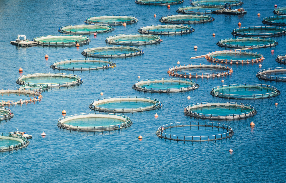 Eine Fischfarm im Meer