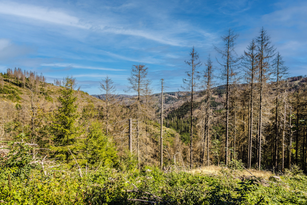 Abgestorbene Bäume in einer hügeligen Landschaft im Harz