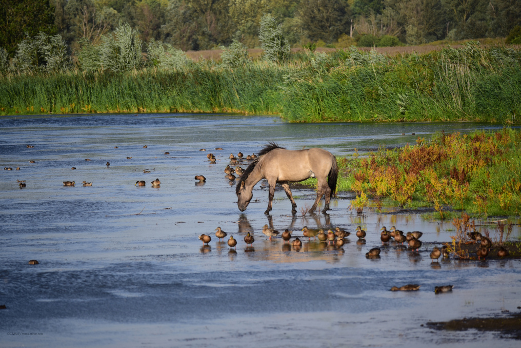 EIn graubraunes Konik-Wildpferd trinkt an einem See, umgeben von Enten und Schilf