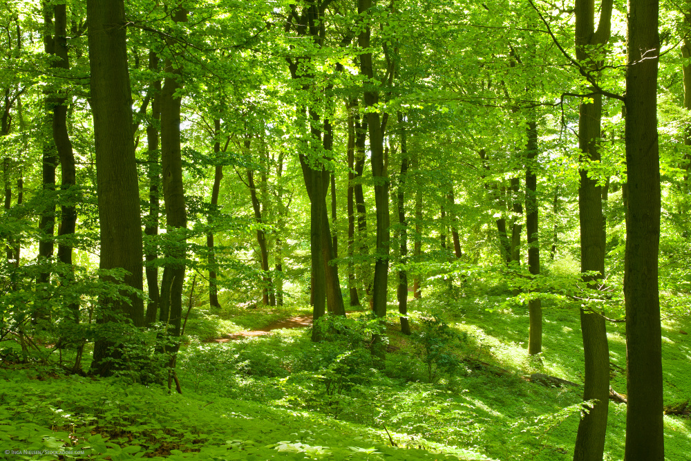 Ein grüner Laubwald