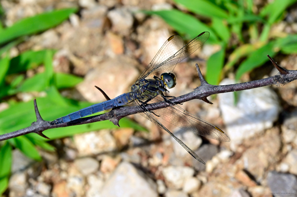 Die blaue Libelle Kleiner Blaupfeil sitzt auf einem Ast