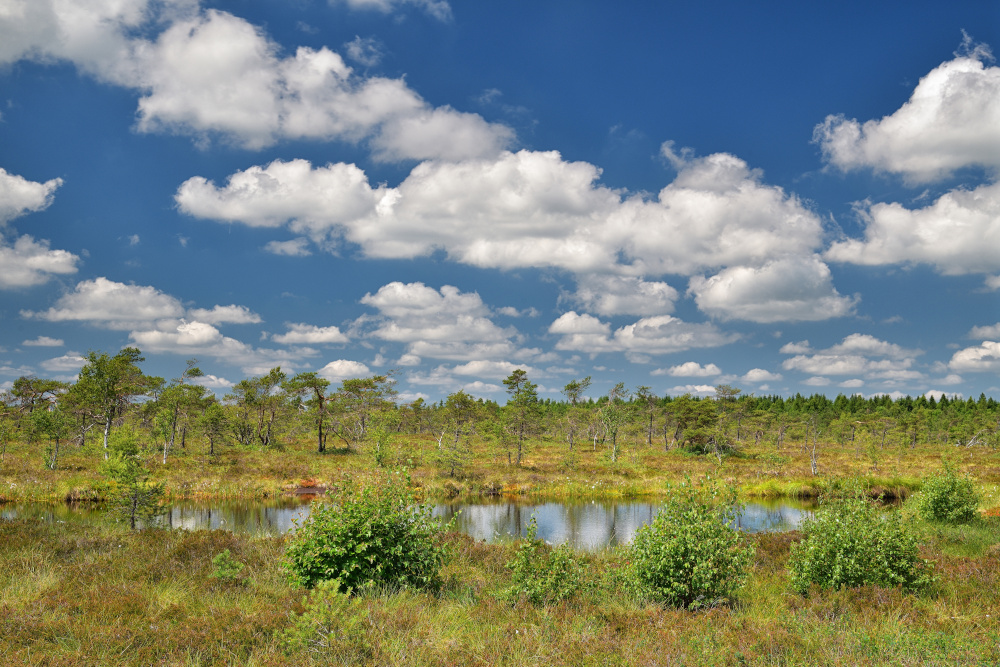 Eine Moorlandschaft mit Moorauge im Schwarzen moor in der Rhön