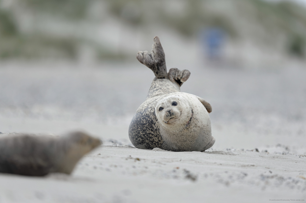 Ein Seehund liegt auf Sand und schaut Richtung Kamera