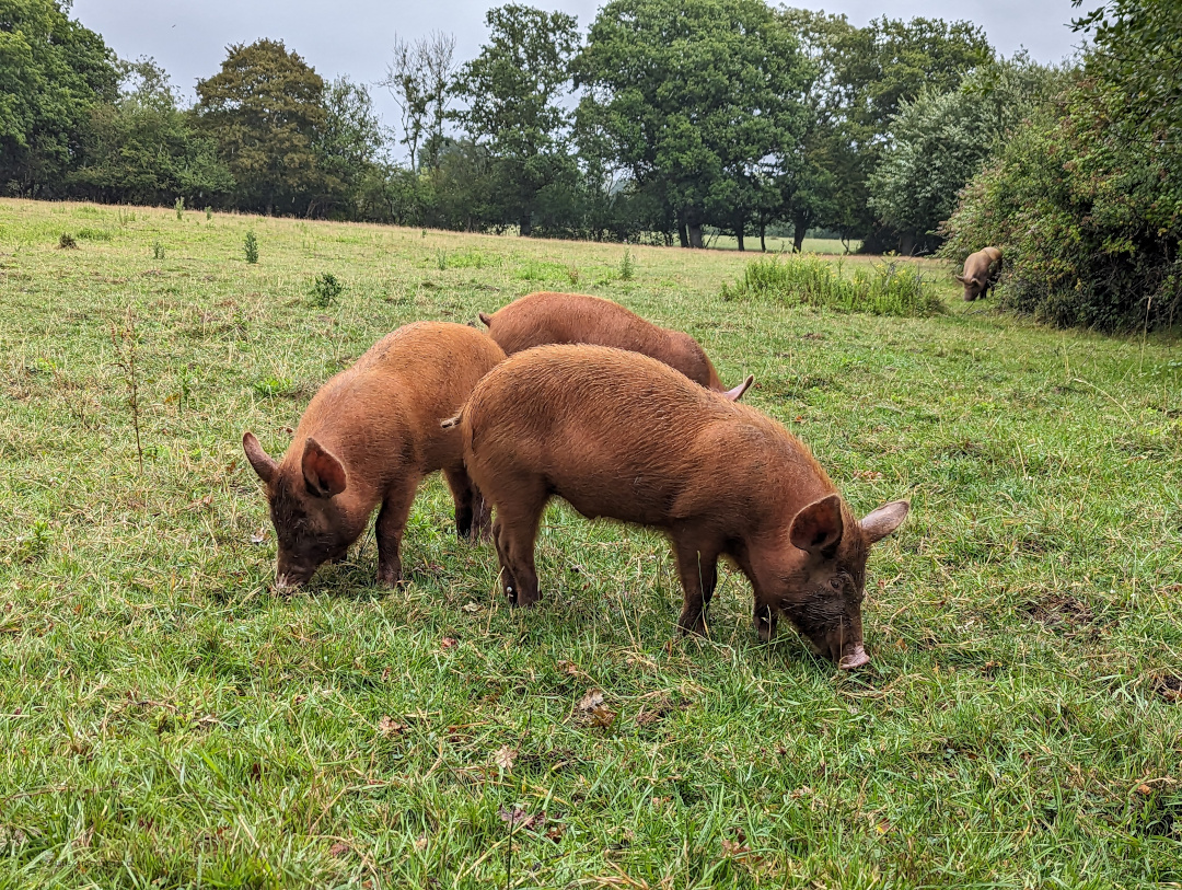 3 Braune Tamworth-Schweine grasen auf einer Wiese des Kent Estates